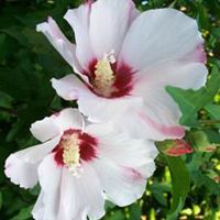 White Hibiscus Plant