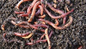 Earthworm Vermicompost