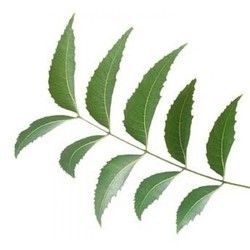Organic Neem Leaves
