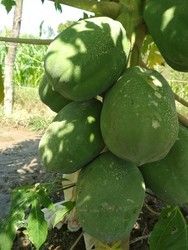 Green Papaya Plant
