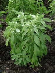 Herbal Stevia Plant