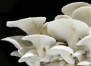 Fresh Milky Oyster Mushroom
