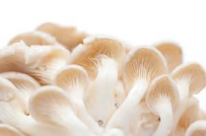 Premium Oyster Mushroom