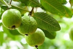 Fresh Organic Guava