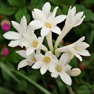 Natural Rajnigandha Flowers