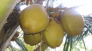 Brown Tender Coconut
