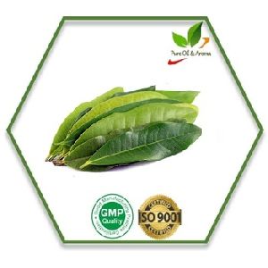 Cinnamon Leaf Essential Oil, Supply Type : OEM/ODM