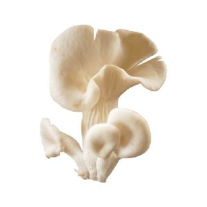Milky Oyster Mushroom