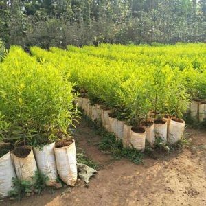 Sandalwood Plants