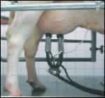 milking machine