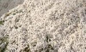 Cottonseed