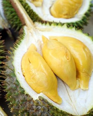 Durian Fruits, Durio zibethinus