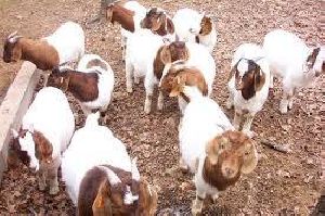 100 % Full Blooded Boer Goats