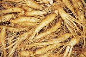 Ginseng Root Extract,CAS50647-08-0