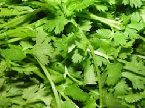 coriander leaves