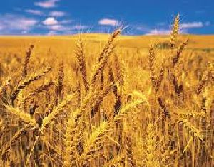 organic wheat
