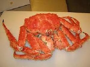 Live Fresh A Grade Red King Crab