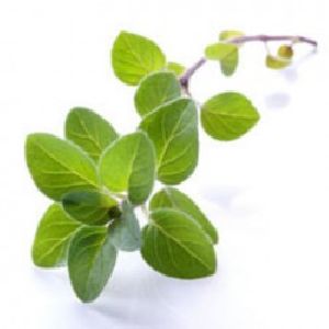 MARJORAM OIL