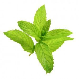 MENTHA ARVENSIS OIL