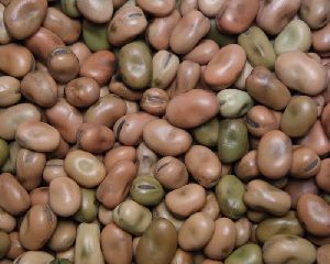 FABA Beans