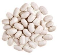 Soyabean Seed