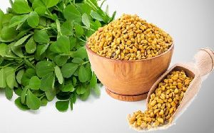 fenugreek