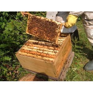Honey Bee - honey bees Suppliers, Honey Bee Selling Companies