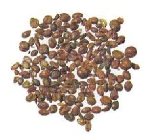 Malkangani Seeds