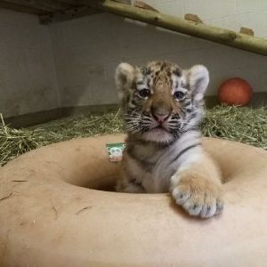 Hand Tamed and Adorable Tiger Cubs For Sale