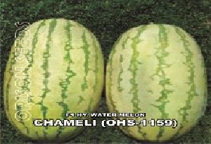 hybrid watermelon