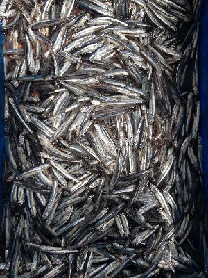 Dry Anchovy, Frozen Anchovy
