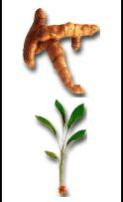 turmeric,  Origin : India