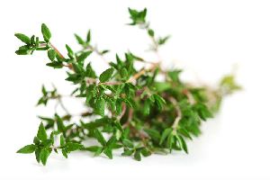 Thyme Oil