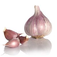 Rooted Garlic