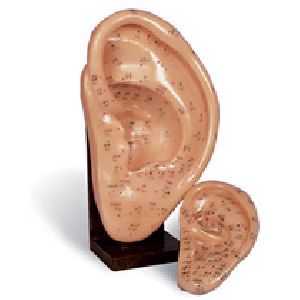 plastic ear models