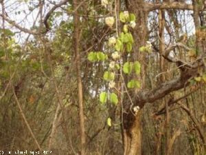 Bauhinia vahlii