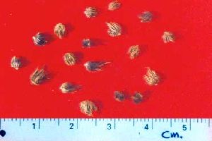 Cenchrus setigerus Grass Seed