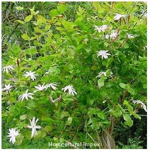Jasminum arborescens