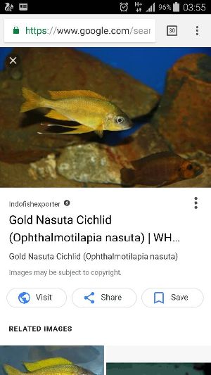 Gold Nasuta Cichlid fish