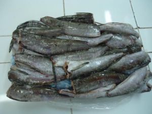 Frozen Hake Hgt