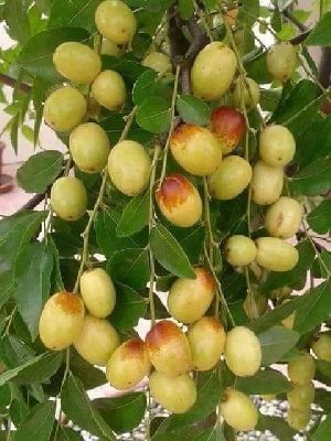 Thai green apple ber plant