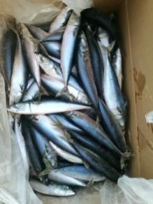 Sea Frozen Pacific Mackerel  With Good Price