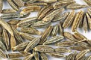 Cumin Seed