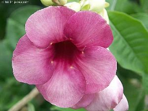 allamanda purple flower