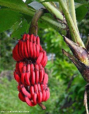 Banana Red