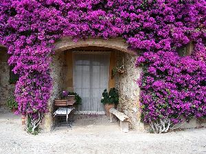 Bougainvillea HC