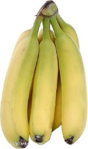 Chakrakeli Bananas