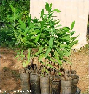 Jade Plant Money Tree