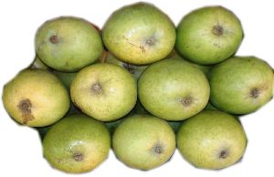 Kothaplli Kobbari mango