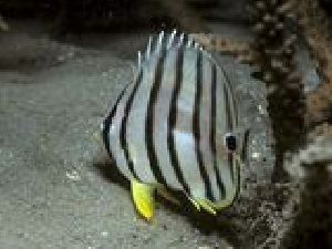 Eight-banded Butterflyfish